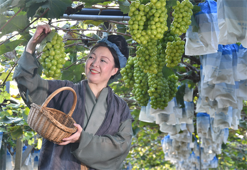 临沂罗庄：葡萄采摘正当时 田园魅力引客来 (2).jpg