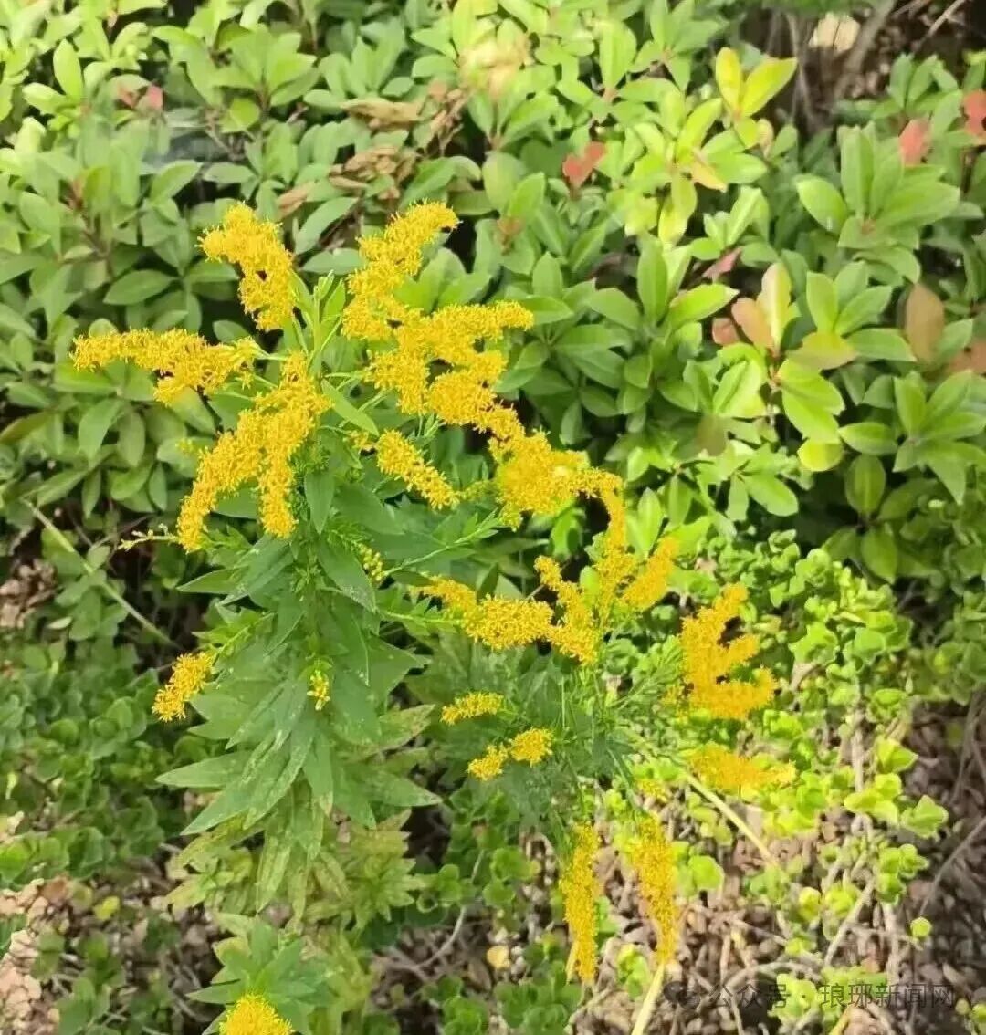 1761874105479988.jpg 640 (8).jpg