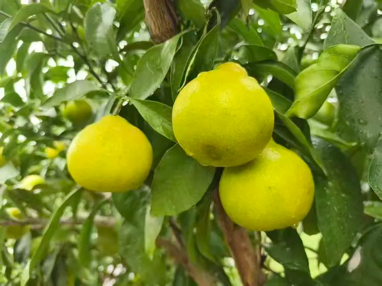 1762135557740775.jpg 640 (12)_副本.jpg