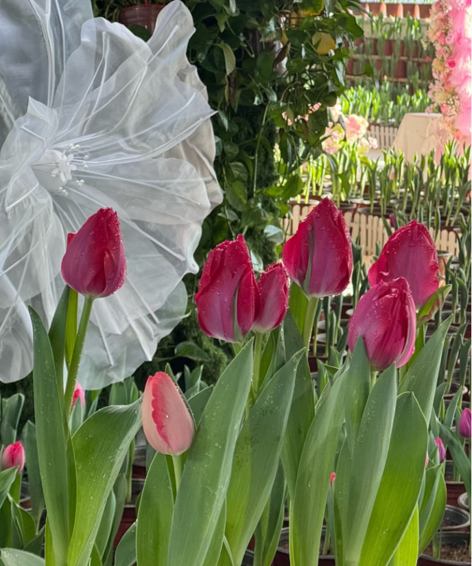 1767749477683568.png 640 (8).png