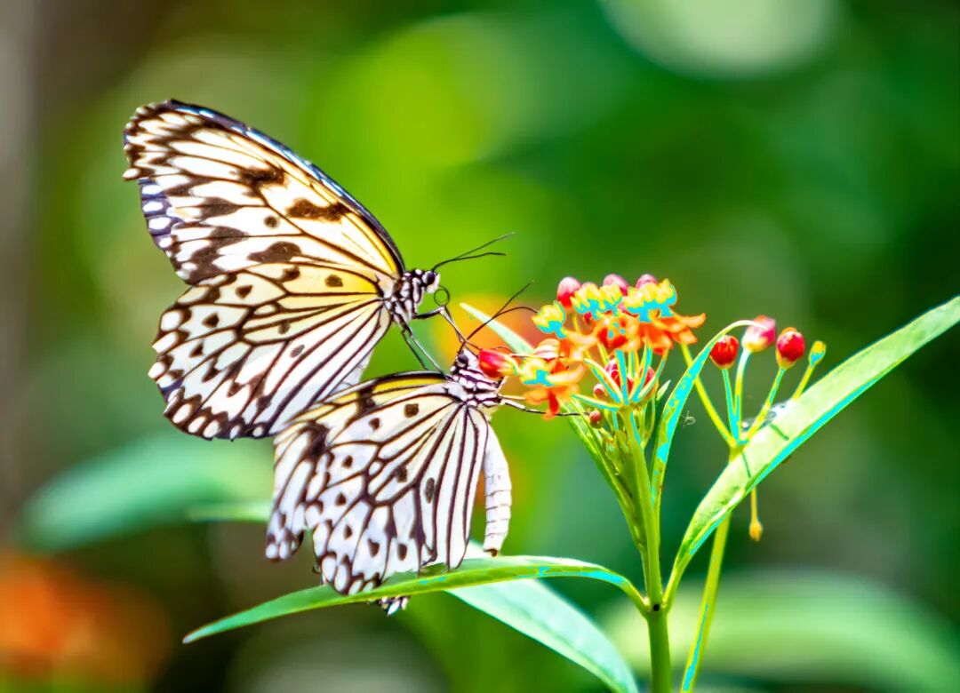 1767749706492162.jpg 640 (34).jpg