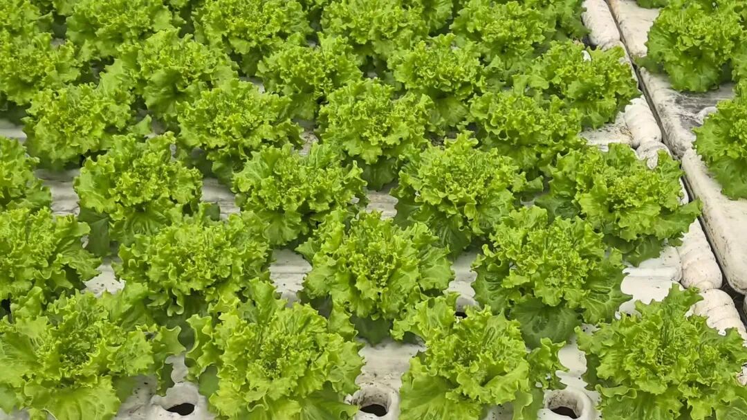 五篇大文章 临商新答卷②|链上融通,田间送达——临商银行引金融活水浇灌普惠金融沃土